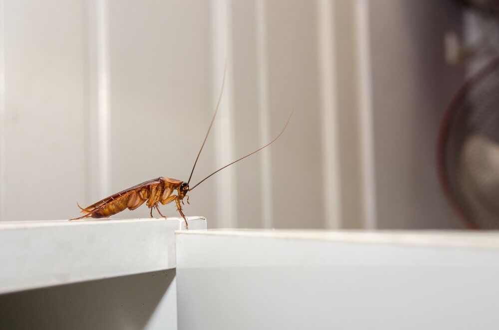 A cockroach in a vermont garage